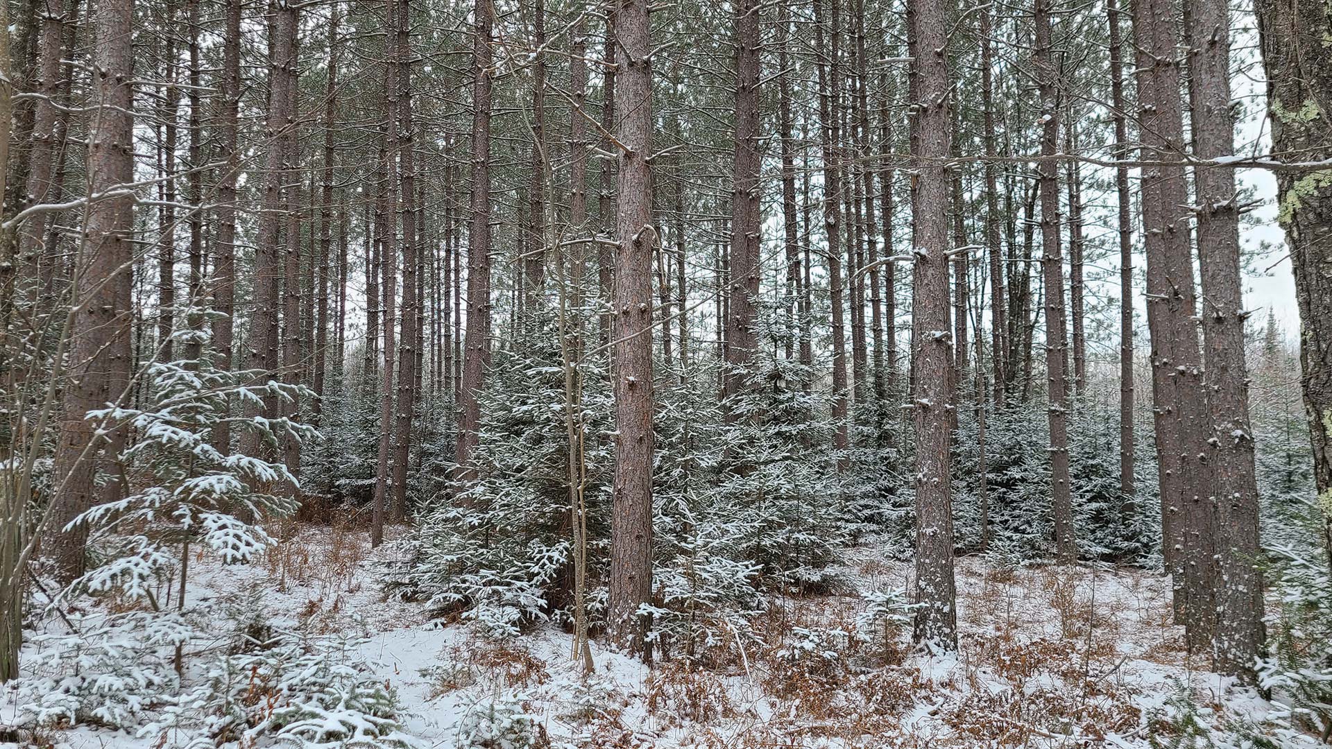 winter trees in Langlade County